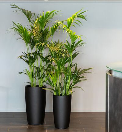 Kentia 110 cm Kentia 110 cm